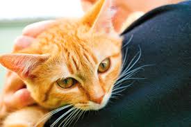 Image result for being looked right into the eye by a yellow cat