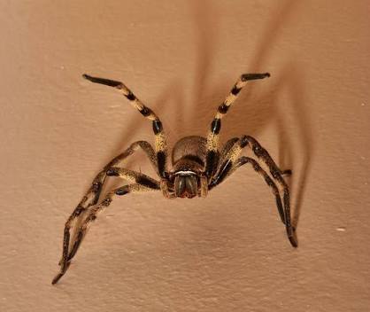 giant african rain spider