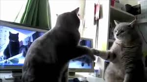 Funny cats and cute kittens are playing , meowing, dance , fails , stalking in the epic kittens and cats video compilation subscribe. Cats Playing Patty Cake What They Were Saying Youtube