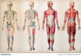 Check out pictures and diagram related to bones, organs, senses, muscles and much more. Old Vintage Anatomy Charts Of The Human Body Stock Photo 39432717 Megapixl