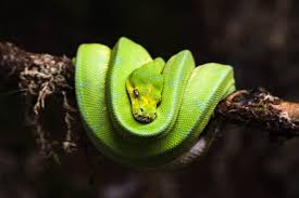 Green Tree Python Owner S Guide Best