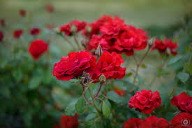 red roses background high quality