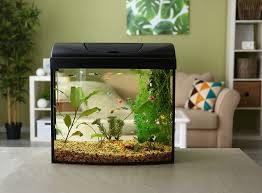 Built In Fish Tank Ideas For Your Home