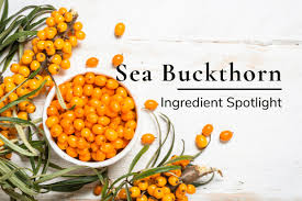 sea buckthorn oil for all skin types