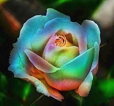 Rose stupende - Fiori e piante - Vincenzo Cimmino | Facebook