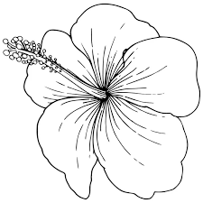 100 000 hibiscus flower vector images