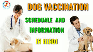Dog Vaccination In Hindi At Mix Dog Vaccination Schedule