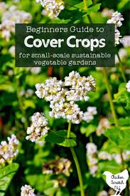 Cover Crops In The Vegetable Garden