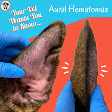 aural hematomas your vet wants you to