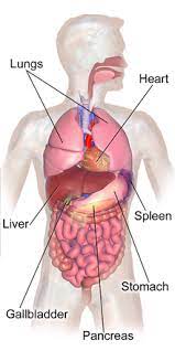 The liver is in the right upper quadrant of the abdominal cavity, just inferior. Abdomen Wikipedia