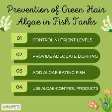 green hair algae in fish tanks causes