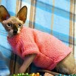 Although some sphynx owners simply. Sphynx Cat Clothes To Ensure No Discomfort From Sun Exposure