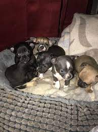 Find those nearest you, fast and free. Litter Of 6 Chihuahua Puppies For Sale In Memphis Tn Usa Adn 43013 On Puppyfinder Com Gender Puppies For Sale Chihuahua Puppies Chihuahua Puppies For Sale