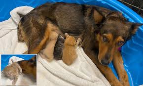 See all german shepherd mix puppies. Abandoned German Shepard Mix Cares For Orphaned Litter Of Kittens Daily Mail Online