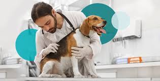 identifying 12 common pet skin conditions