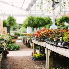 Local Plant Nursery Asheville Nc And