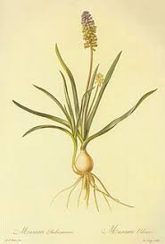 Muscari racemosum - Wikipedia
