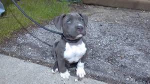 Both were bought at the pet store and are full breeds. Born Valentine S Day Blue Nose American Staffordshire Terrier Puppy For Sale In Port Washington Wisconsin Classified Americanlisted Com