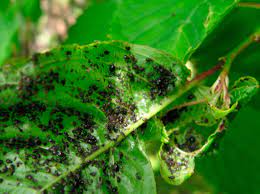 Houseplant Pests Ward S Nursery