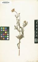 Anthemis mixta in Global Plants on JSTOR