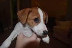 Image result for How Much Does A Jack Russel Cost In South Africa