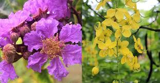 Shiny leaves usually divided into nine leaflets, each to 3 inches long. 10 Flowering Trees In India And Where To Click Them This Spring Season Tripoto