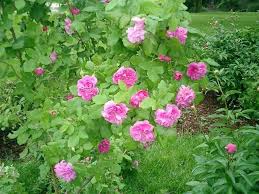 ben lomond house rose garden triangle