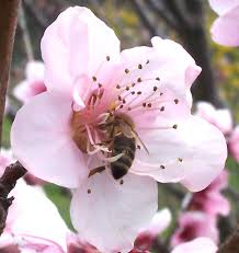 I continue to learn more about bees. List Of Northern American Nectar Sources For Honey Bees Wikipedia