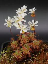 The plants don't go though seasonal changes or produce gemmae without light queues. Pigmy Sundew Giardino Carnivoro Piante Carnivore