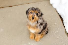 This designer breed can also be registered through idcr (international. Cottonwood Creek Doodles Aussiedoodles Bernedoodles