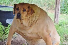 Any dog can be fat. Wide Dog Know Your Meme