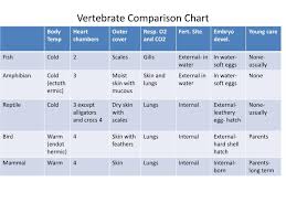 Ppt Vertebrate Comparison Chart Powerpoint Presentation