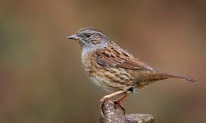 Dunnock (or Hedge Sparrow). | Maybe not as exotic as some, b… | Flickr