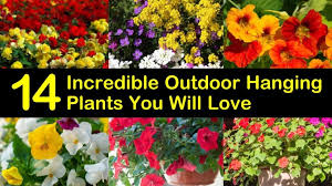 We did not find results for: 14 Incredible Outdoor Hanging Plants You Will Love