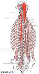 Learn about these muscles, their locations there are several individual muscles within the back anatomy, and it's important to take a quick look at all of them to see how you can target them. Deep Back Muscles Anatomy Geeky Medics