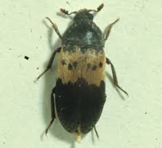 larder beetles wisconsin horticulture