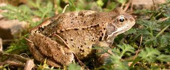 Common Frog Reserves And Species