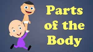 Upper back bone that connects to the shoulders. The Parts Of The Body Theschoolrun