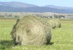 Can any grass make hay?