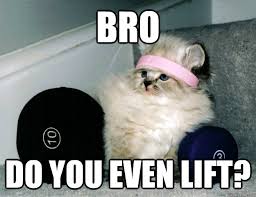 BRO Do you even lift? - Bro Cat - do you even lift - quickmeme