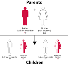 Hemophilia Inheritance Patterns Indiana Hemophilia