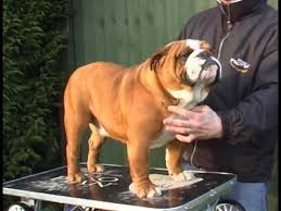 English Bulldog Breed Standards