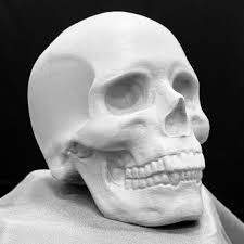human skull study in clay ryan kurylo