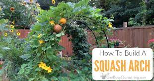 A Squash Arch For Your Garden