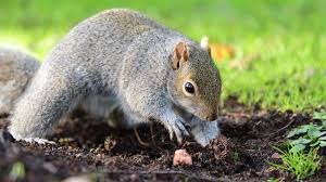 7 ways to keep squirrels from digging