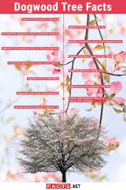 Pink dogwood trees, for example, come in multiple shades and can add an elegant flare to your landscape. 13 Dogwood Trees Facts Origin Symbolism Legends More Facts Net