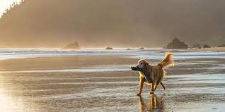the coolest dog friendly beaches in