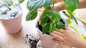 get rid of bugs from houseplant soil