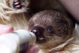 watch baby sloth hand reared with the