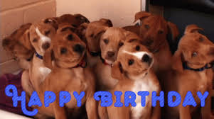 For you, your pet is just another child, he is part of your family, and he has all your love. Happy Birthday Puppies Gif Happybirthday Puppies Dogs Discover Share Gifs